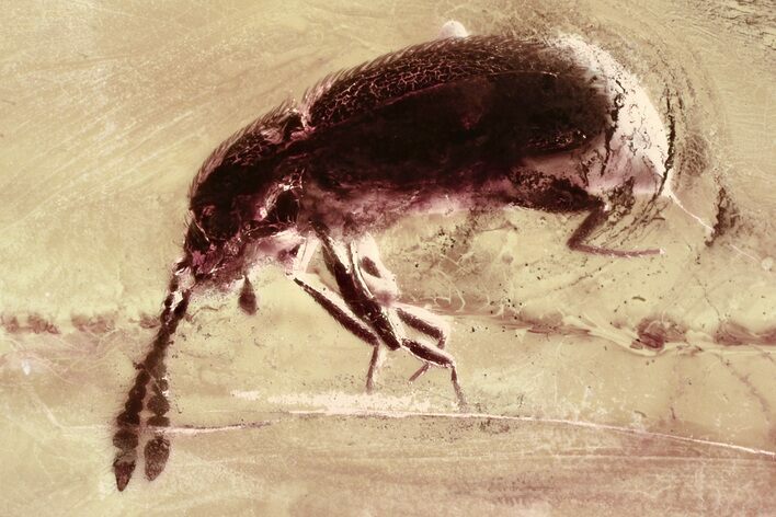 Fossil Ant-Like Stone Beetle (Scydmaeninae) in Baltic Amber #315213